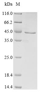 Greater than 85% as determined by SDS-PAGE.Recombinant Human Herpesvirus 1 Envelope Glycoprotein D (GD) Protein (His&Myc)