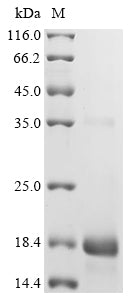 Greater than 90% as determined by SDS-PAGE.Recombinant Oryza Sativa Subsp. Indica 10 Kda Prolamin (OSI_013205) Protein (His&Myc)