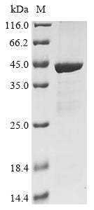 Greater than 85% as determined by SDS-PAGE.Recombinant Coxiella Burnetii Atp-Binding Protein (DOTB) Protein (His)