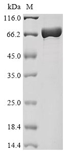 Greater than 90% as determined by SDS-PAGE.Recombinant Mycobacterium Tuberculosis Polyketide Synthase Pks13 (PKS13) Protein (His-MBP)