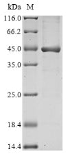 Greater than 85% as determined by SDS-PAGE.