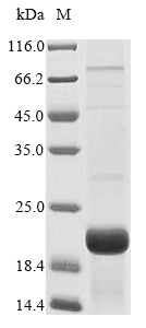 Greater than 85% as determined by SDS-PAGE.