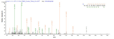 Based on the SEQUEST from database of E.coli host and target protein, the LC-MS/MS Analysis result of this product could indicate that this peptide derived from E.coli-expressed Influenza A virus (strain A/USA:Iowa/1943 H1N1) M.Recombinant Influenza A Virus Matrix Protein 1 (M) Protein (His&Myc)
