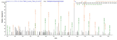 Based on the SEQUEST from database of E.coli host and target protein, the LC-MS/MS Analysis result of this product could indicate that this peptide derived from E.coli-expressed Influenza A virus (strain A/USA:Iowa/1943 H1N1) M.Recombinant Influenza A Virus Matrix Protein 1 (M) Protein (His&Myc)