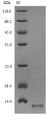 Greater than 90% as determined by SDS-PAGE.Recombinant Influenza A Virus Matrix Protein 2 (M) Protein (His)