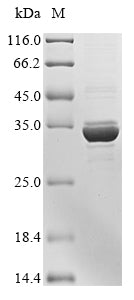 Greater than 85% as determined by SDS-PAGE.Recombinant Influenza A Virus Non-Structural Protein 1 (NS) Protein (His&Myc)