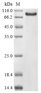 Greater than 85% as determined by SDS-PAGE.