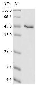 Greater than 90% as determined by SDS-PAGE.