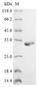Greater than 90% as determined by SDS-PAGE.Recombinant Adeno-Associated Virus 2 Rep78 Protein (REP78) Protein (His)