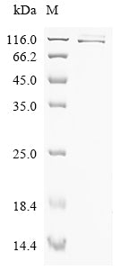 Greater than 85% as determined by SDS-PAGE.