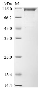 Greater than 85% as determined by SDS-PAGE.Recombinant Adeno-Associated Virus 2 Rep78 Protein (REP78) Protein (His-MBP)