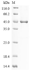 Greater than 85% as determined by SDS-PAGE.