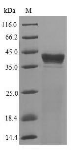 Greater than 90% as determined by SDS-PAGE.