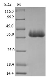 Greater than 85% as determined by SDS-PAGE.
