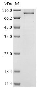 Greater than 85% as determined by SDS-PAGE.