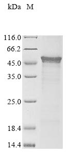 Greater than 85% as determined by SDS-PAGE.
