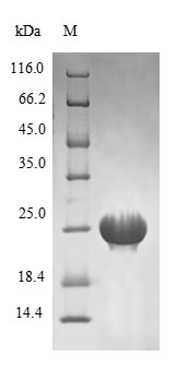 Greater than 90% as determined by SDS-PAGE.