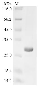 Greater than 85% as determined by SDS-PAGE.