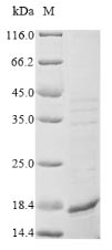 Greater than 85% as determined by SDS-PAGE.