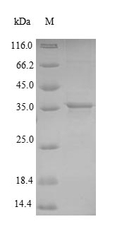 Greater than 85% as determined by SDS-PAGE.