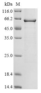 Greater than 85% as determined by SDS-PAGE.Recombinant Adeno-Associated Virus Capsid Protein Vp3 (AAV2GP07) Protein (His)