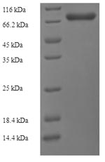 Greater than 90% as determined by SDS-PAGE.
