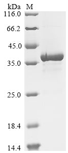 Greater than 90% as determined by SDS-PAGE.