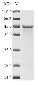 Greater than 85% as determined by SDS-PAGE.Recombinant Klebsiella Pneumoniae Subsp. Pneumoniae Udp-3-O-Acyl-N-Acetylglucosamine Deacetylase (LPXC) Protein (His)