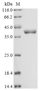 Greater than 90% as determined by SDS-PAGE.