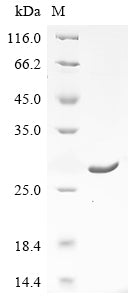 Greater than 90% as determined by SDS-PAGE.