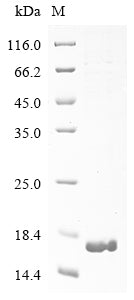 Greater than 85% as determined by SDS-PAGE.Recombinant Horse Adiponectin D (ADIPOQ)