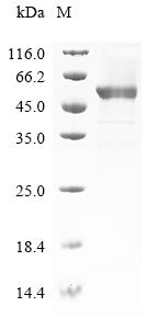 Greater than 85% as determined by SDS-PAGE.