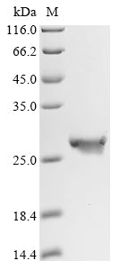 Greater than 90% as determined by SDS-PAGE.Recombinant Oncorhynchus Mykiss Interleukin-10 (IL10) Protein (His)