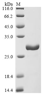 Greater than 90% as determined by SDS-PAGE.Recombinant Oncorhynchus Mykiss Interleukin-10 (IL10) Protein (His&Myc)