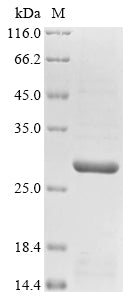 Greater than 85% as determined by SDS-PAGE.