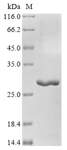 Greater than 90% as determined by SDS-PAGE.