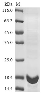 Greater than 85% as determined by SDS-PAGE.Recombinant Human Iga-Inducing Protein Homolog (IGIP) Protein (His-KSI)