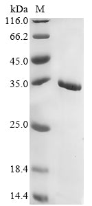 Greater than 90% as determined by SDS-PAGE.Recombinant Ochrobactrum intermedium M86 TnpA IS26 (D584_25794) Protein (His&Myc)