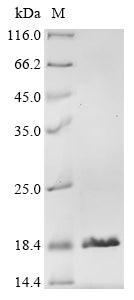 Greater than 90% as determined by SDS-PAGE.Recombinant Staphylococcus Aureus Staphylococcal Complement Inhibitor (SCN) Protein (His&Myc)