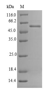 Greater than 90% as determined by SDS-PAGE.Recombinant Mouse Renalase (RNLS) Protein (His-SUMO)