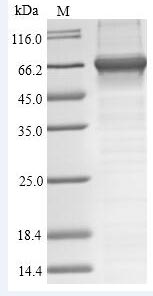 Greater than 90% as determined by SDS-PAGE.