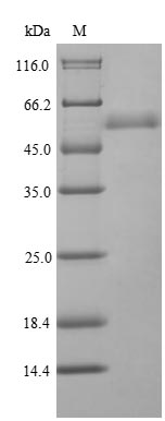 Greater than 85% as determined by SDS-PAGE.Recombinant Chironex Fleckeri Toxin Cftx-1 (TOXIN 1) Protein (His-SUMO)