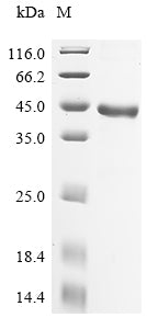 Greater than 90% as determined by SDS-PAGE.Recombinant Human Prostatic Acid Phosphatase (ACP3) Protein (His)