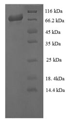 Greater than 90% as determined by SDS-PAGE.