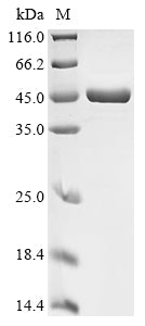 Greater than 90% as determined by SDS-PAGE.