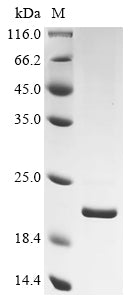 Greater than 90% as determined by SDS-PAGE.