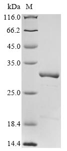 Greater than 85% as determined by SDS-PAGE.
