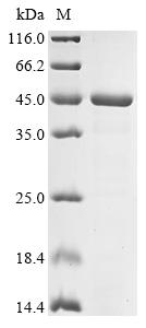 Greater than 85% as determined by SDS-PAGE.Recombinant Pseudomonas Aeruginosa Flavin-Dependent Monooxygenase (TETX3) Protein (His)