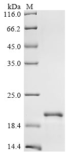 Greater than 90% as determined by SDS-PAGE.Recombinant Mycobacteroides Abscessus Subsp. Abscessus Esat-6-Like Protein (ESXT) Protein (His&Myc)