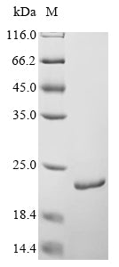 Greater than 85% as determined by SDS-PAGE.